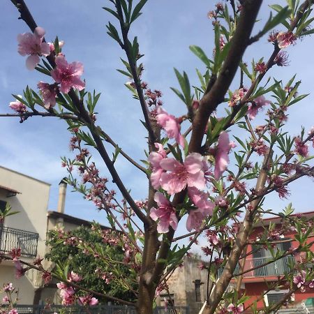 Il Giardino Di Nonno Agostino Bed & Breakfast Castellammare di Stabia Dış mekan fotoğraf