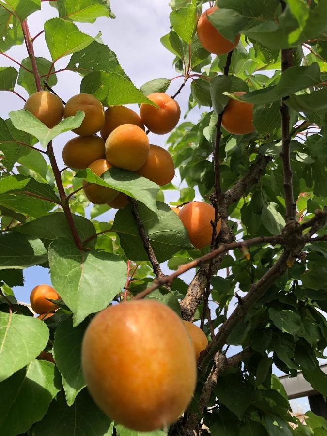 Il Giardino Di Nonno Agostino Bed & Breakfast Castellammare di Stabia Dış mekan fotoğraf