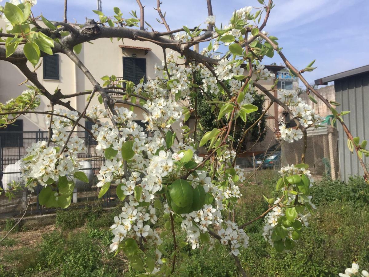 Il Giardino Di Nonno Agostino Bed & Breakfast Castellammare di Stabia Dış mekan fotoğraf