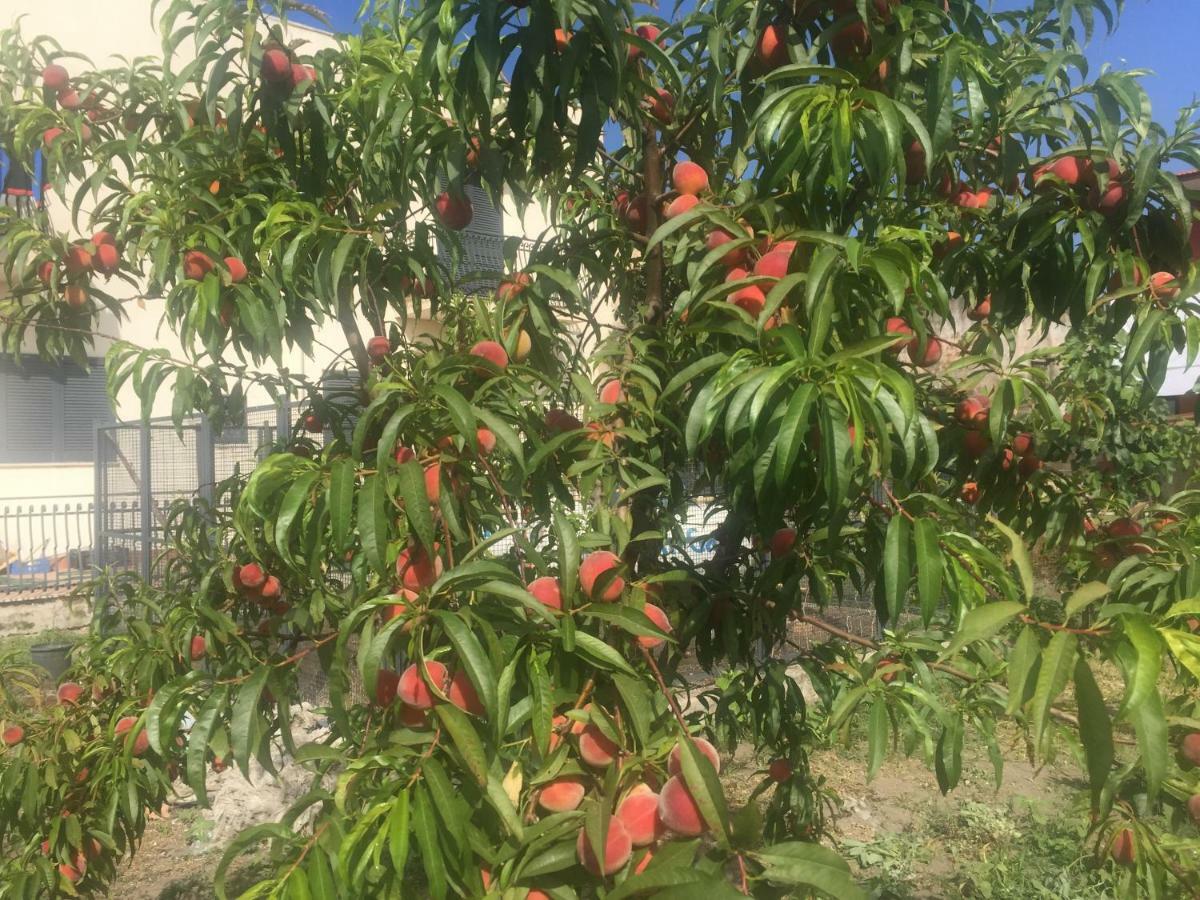 Il Giardino Di Nonno Agostino Bed & Breakfast Castellammare di Stabia Dış mekan fotoğraf