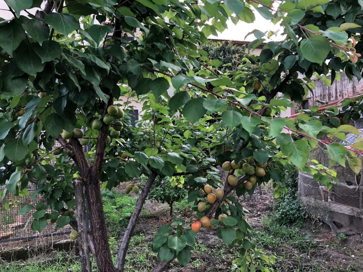 Il Giardino Di Nonno Agostino Bed & Breakfast Castellammare di Stabia Dış mekan fotoğraf